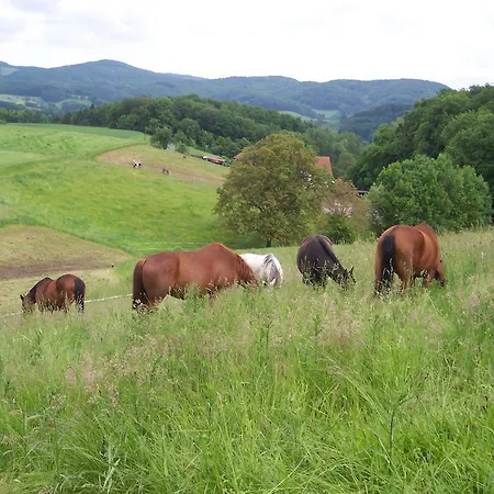 Pferdehof Und Wanderreitstation Dörsam Bauernhof